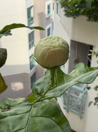 Ragi test