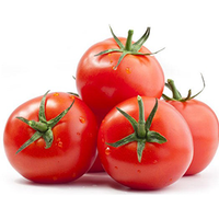 FRESH TOMATO 1 KG
