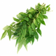 CURRY LEAVES(FREE)