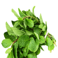 FRESH MINT LEAVES 100GM