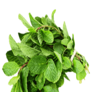 FRESH MINT LEAVES 100GM